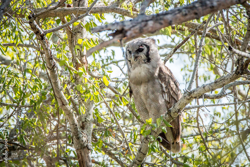 Verreaux's eagle owl sitting on a branch.