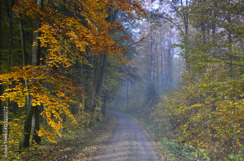 Autumn foggy landscape with country road