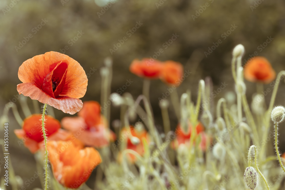 Fototapeta premium poppy on pale background