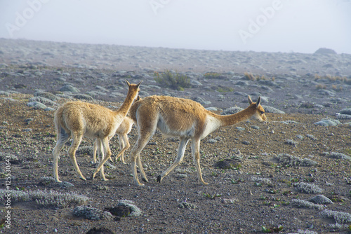 Domestic alpacas or llamas in high altitudes in Ecuadorian Andes, south America, on a foggy and sunny day