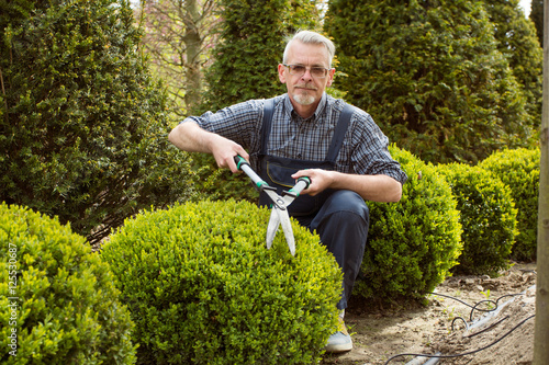 Gardener cuts a decorative shrub shears