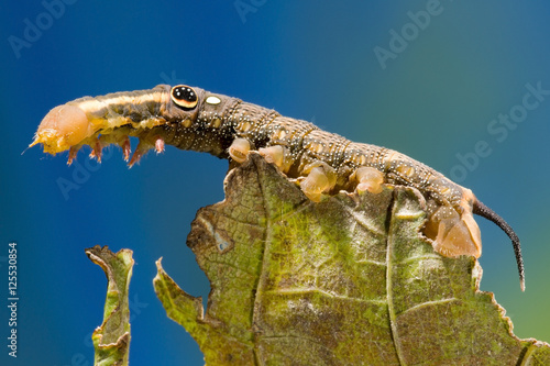 Vine Hawk Moth's False eye caterpillar (Hippotion rosetta) photo