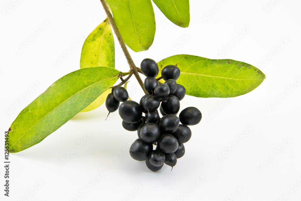 Privet; Ligustrum; vulgare on white background Privet; Ligustrum; vulgare on white background