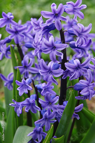 Purple hyacinths  hyacinthus  is one of the first beautiful spri