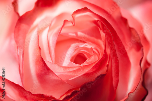 Rose Flower Beauty