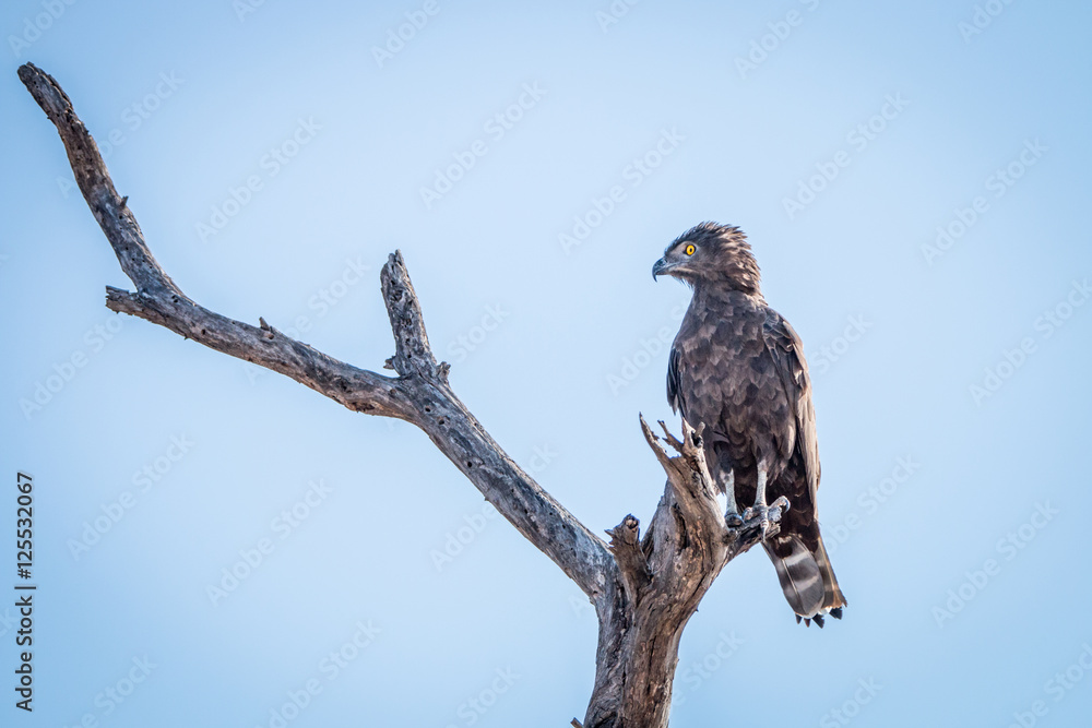 Brown snake eagle sitting on a branch. Brown snake eagle sitting on a branch.