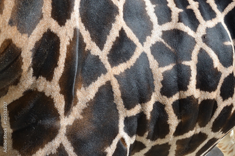 Détail d'un corps de girafe Détail d'un corps de girafe