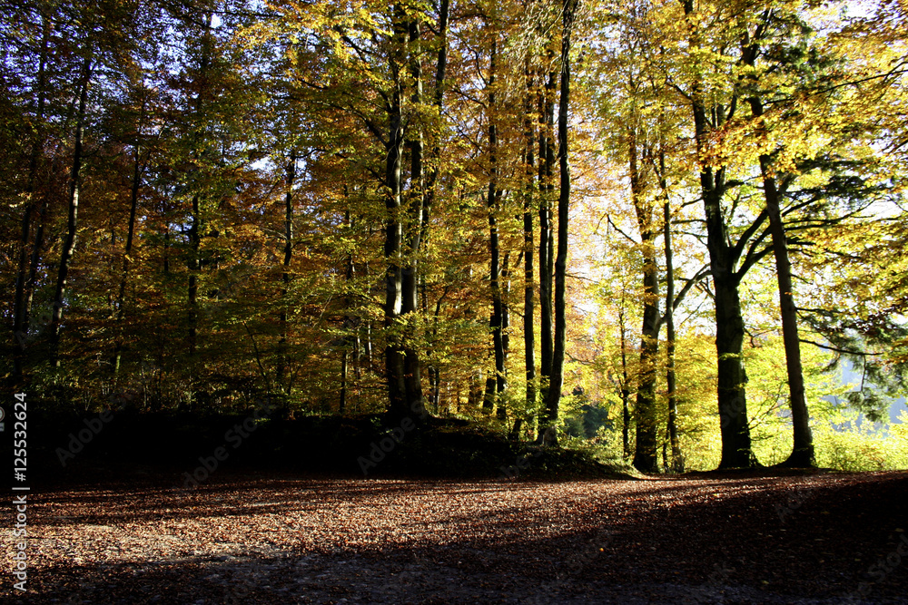 Obraz premium Wald mit Sonneneinstrahlung