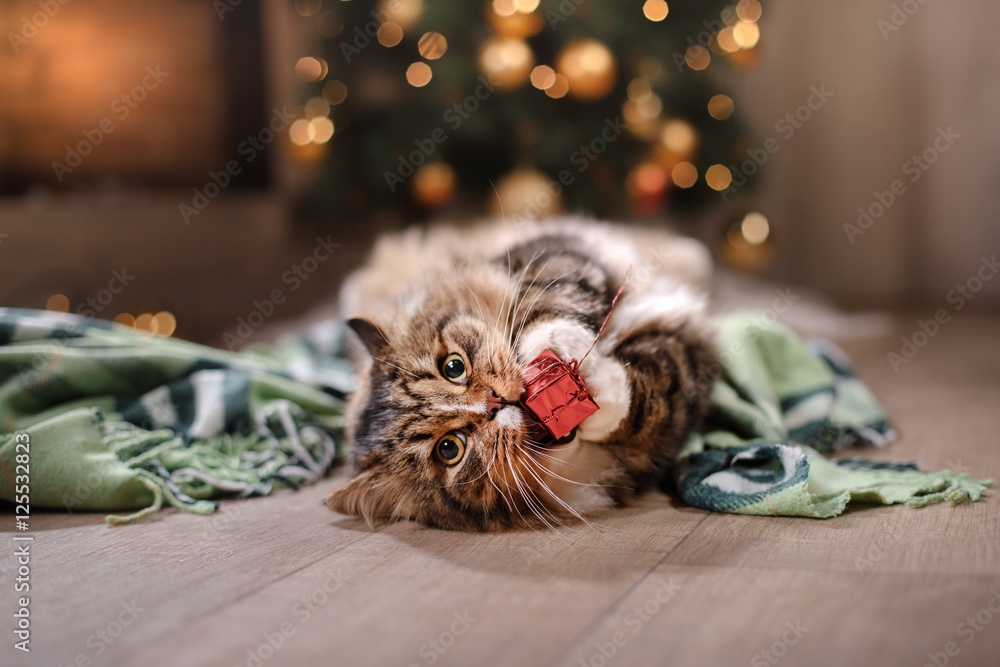 Obraz premium Tabby and happy cat. Christmas season 2017, new year, holidays and celebration