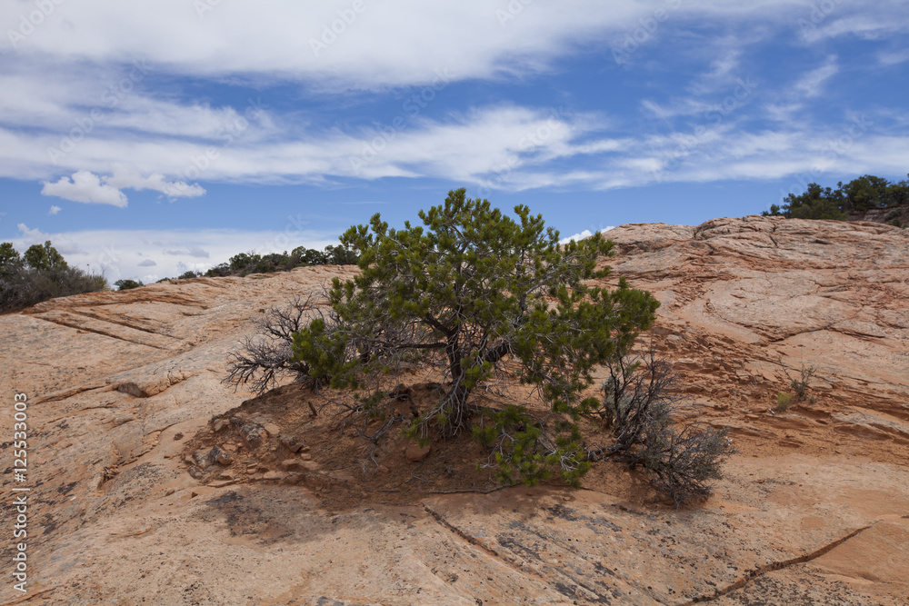 A tree growing out of a large rock face in Arizona
