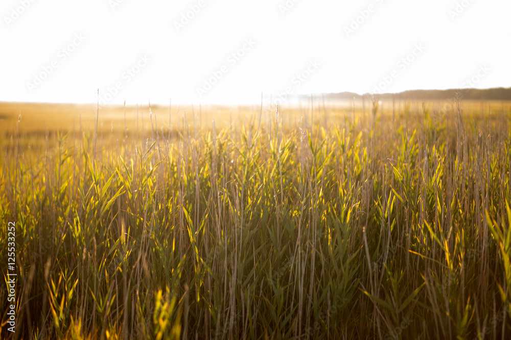 marsh grass