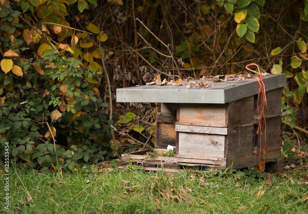 Beehive with Bees in Autum Beehive with Bees in Autum