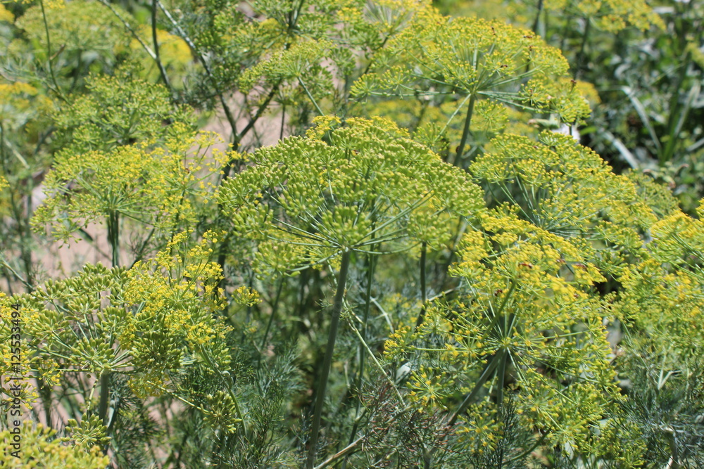 Fototapeta premium Flowering Dill