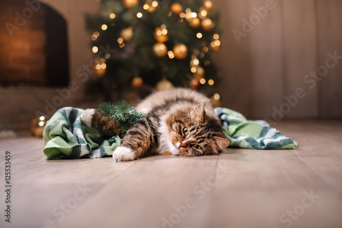 Fototapeta Naklejka Na Ścianę i Meble -  Tabby and happy cat. Christmas season 2017, new year