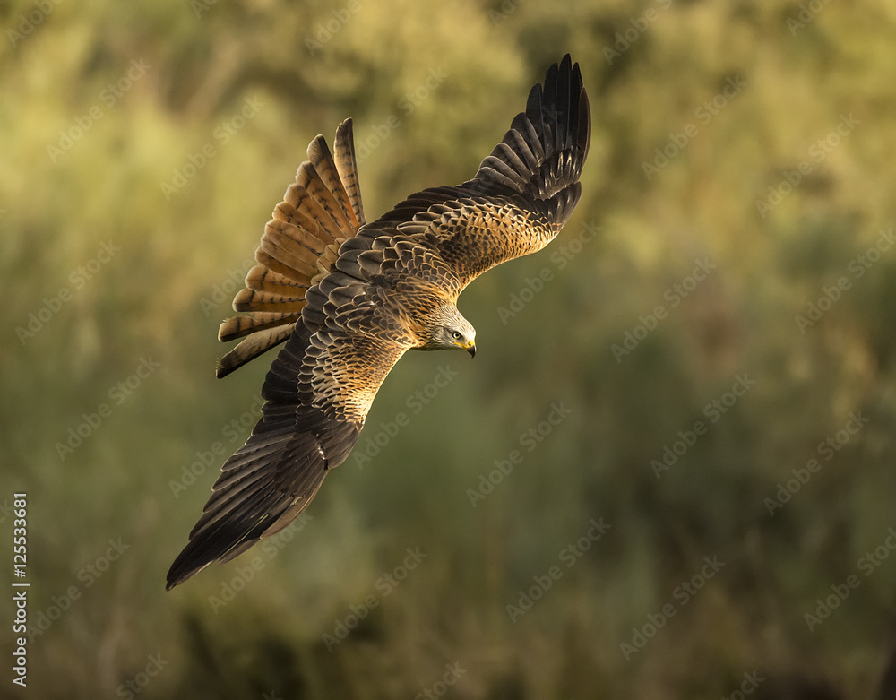 Obraz premium Red kite, milvus milvus