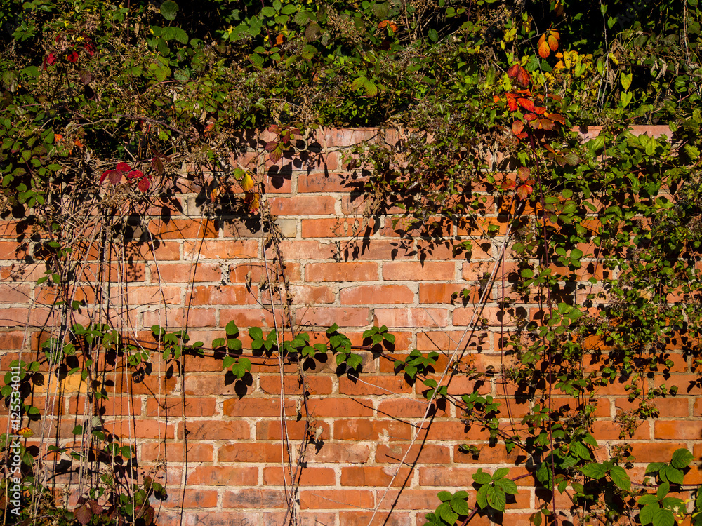 Brombeersträucher im Herbst Brombeersträucher im Herbst