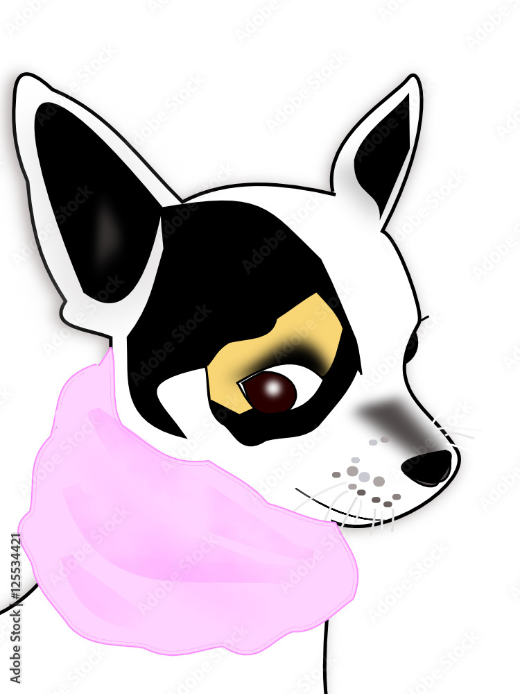Preciosa Chihuahua panda con bufanda rosa. - obrazy, fototapety, plakaty 