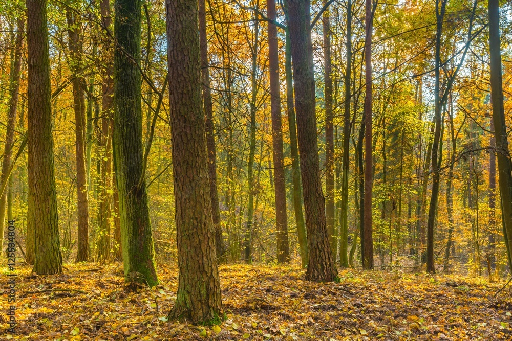 Fototapeta premium Beautiful european forest at fall