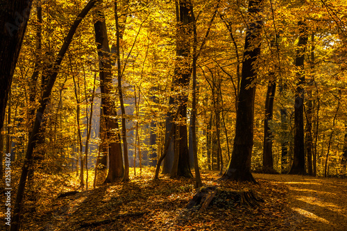 Autumn forest. Beautiful nature background. - processed colors