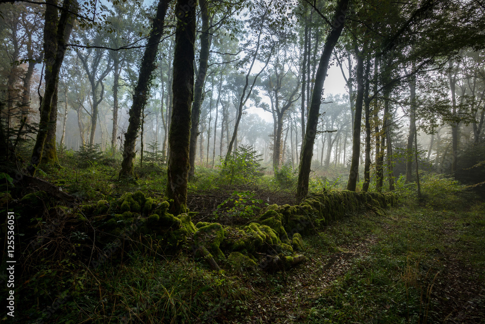 Fototapeta premium un chemin dans une forêt avec des grands troncs d'arbre et du brouillard
