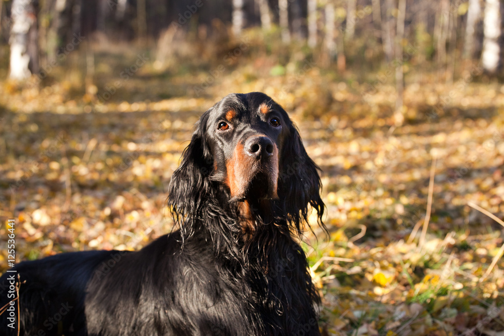 Setter Gordon Setter Gordon