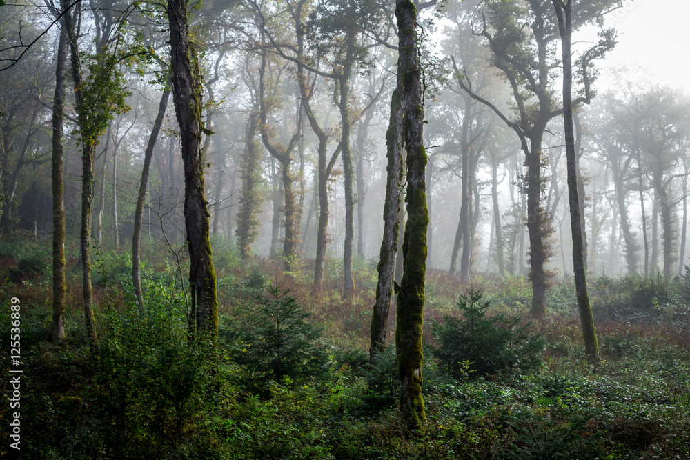 une forêt éclaircie sous le brouillard avec de grands troncs une forêt éclaircie sous le brouillard avec de grands troncs