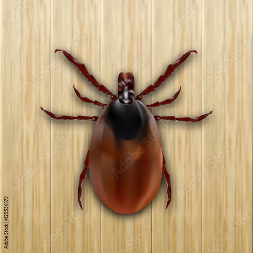 Red mite. Mite allergy. Epidemic. Mite parasites. On a wooden background. illustration