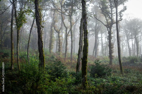 une forêt éclaircie sous le brouillard avec de grands troncs