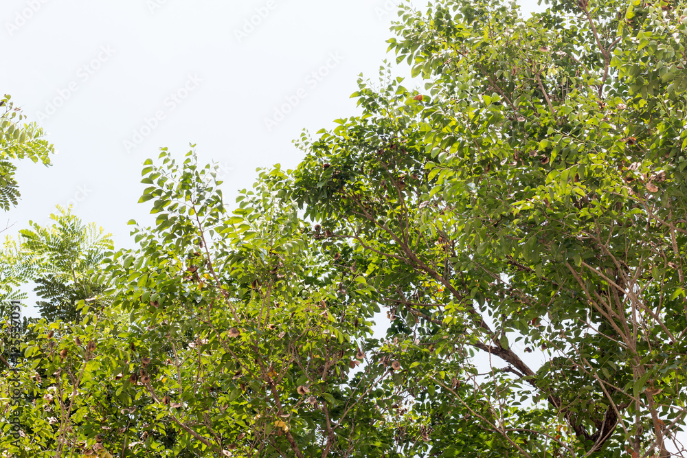 green treetop with sky,copy space,small leaf of treetop from natural
