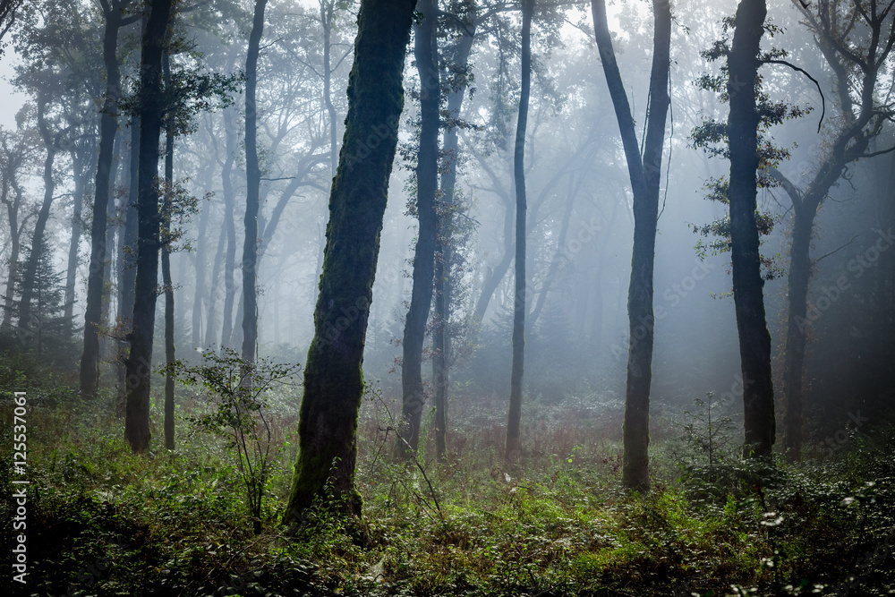 Obraz premium un brouillard bleuté dans une forêt éclaircie