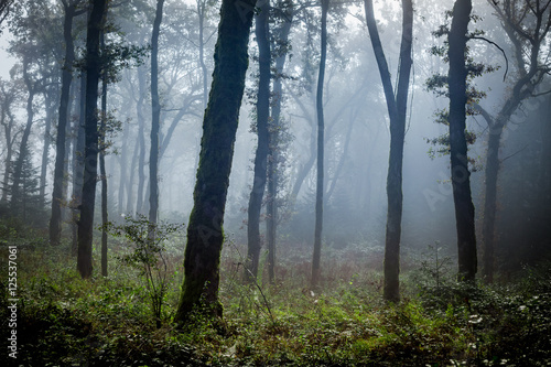 un brouillard bleut   dans une for  t   claircie