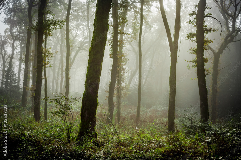 du brouillard dans un sous bois du brouillard dans un sous bois