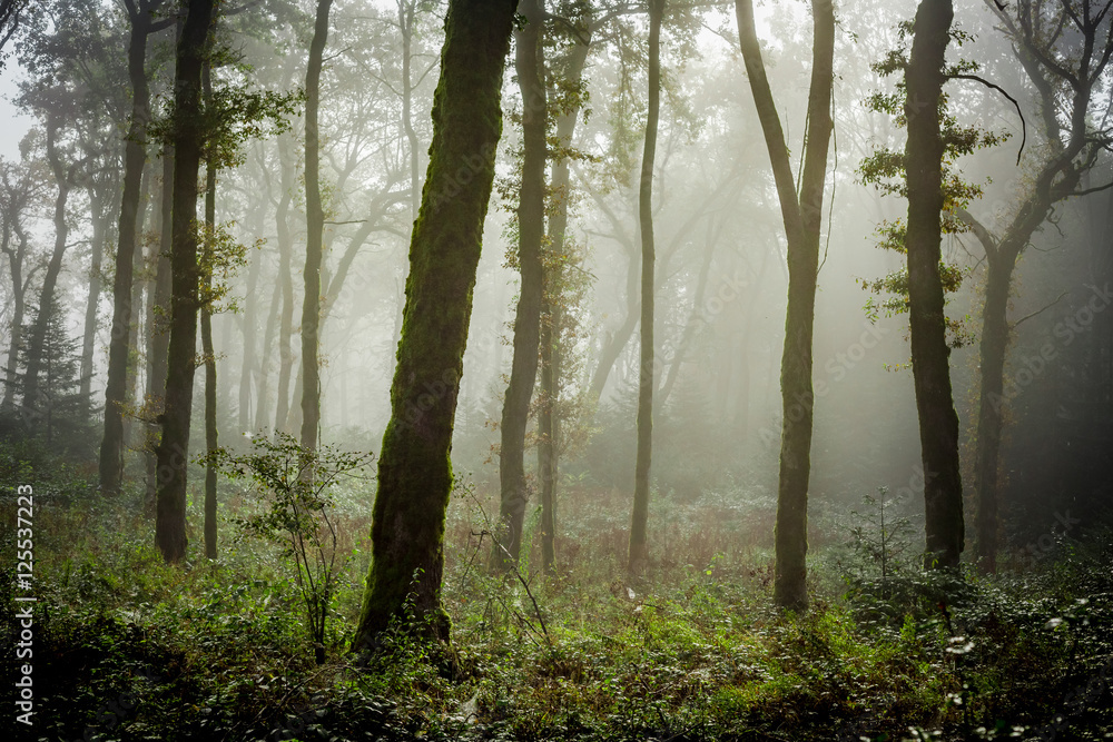 du brouillard dans un sous bois