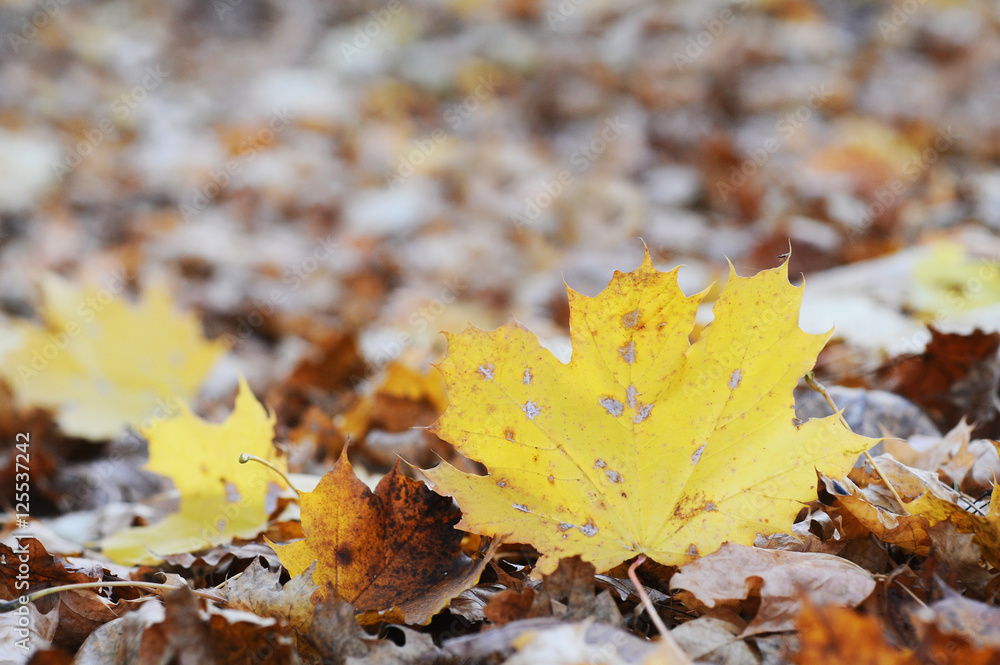 Ahornblatt am Boden mit Laub im Herbst Ahornblatt am Boden mit Laub im Herbst