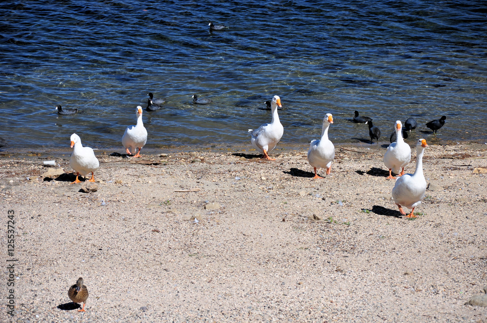 Fototapeta premium A group of geese at Lake Arrowhead.