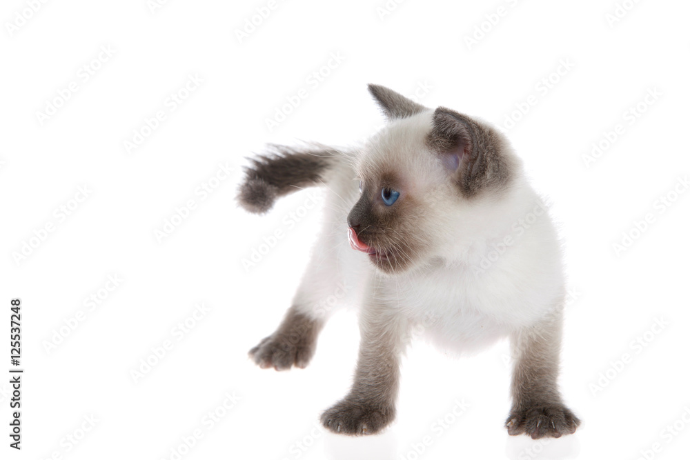 Young siamese kitten with munchkin characteristics, smaller than average, isolated on a white background. Standing looking to viewers left, tongue licking nose.