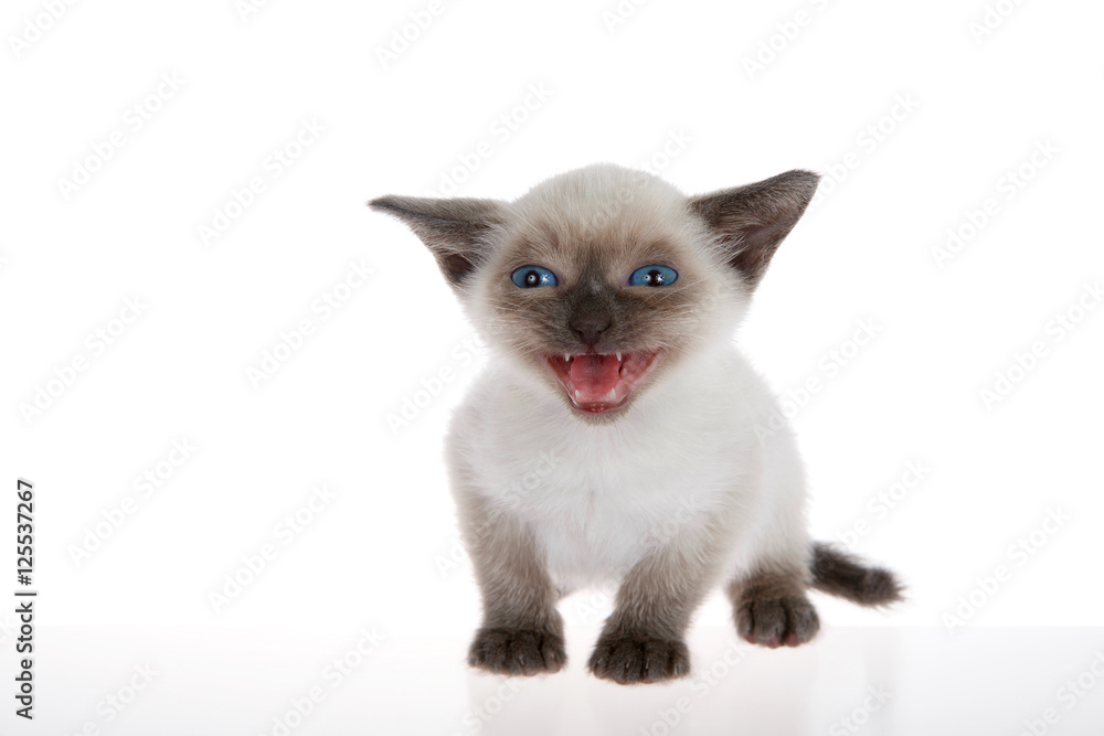 Young siamese kitten with munchkin characteristics, smaller than average, isolated on a white background. sitting, with blue eyes looking at viewer, mouth open as if yelling, talking, meowing