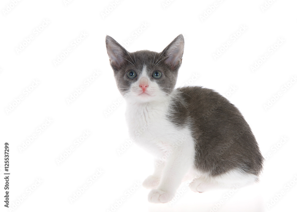 grey and white tabby kitten standing on slightly reflective surface looking at viewer, listening. Isolated on white background.
