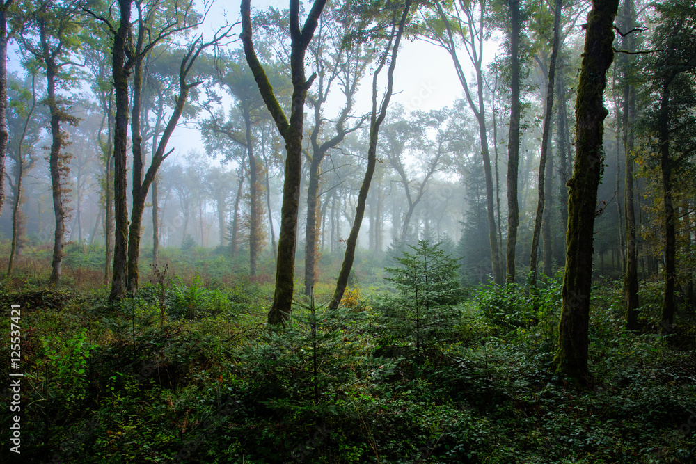 du brouillard bleuté dans une forêt éclairci