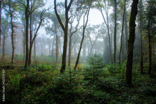 du brouillard bleuté dans une forêt éclairci