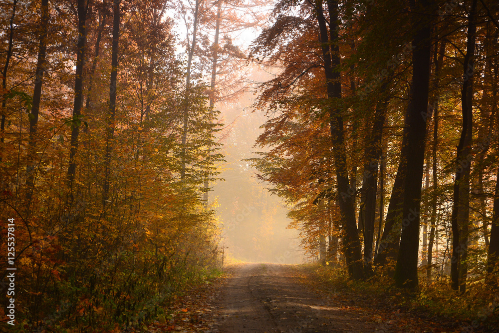 Obraz premium Autumn foggy forest