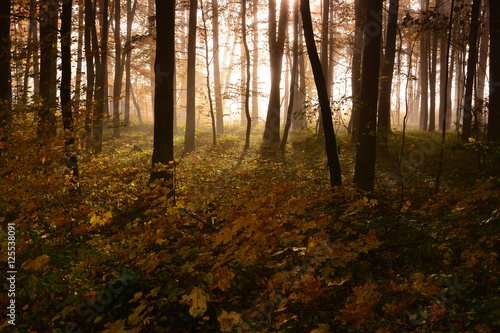 Autumn foggy forest