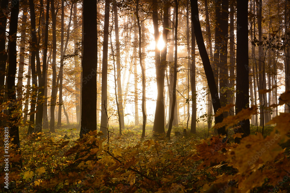 Autumn foggy forest