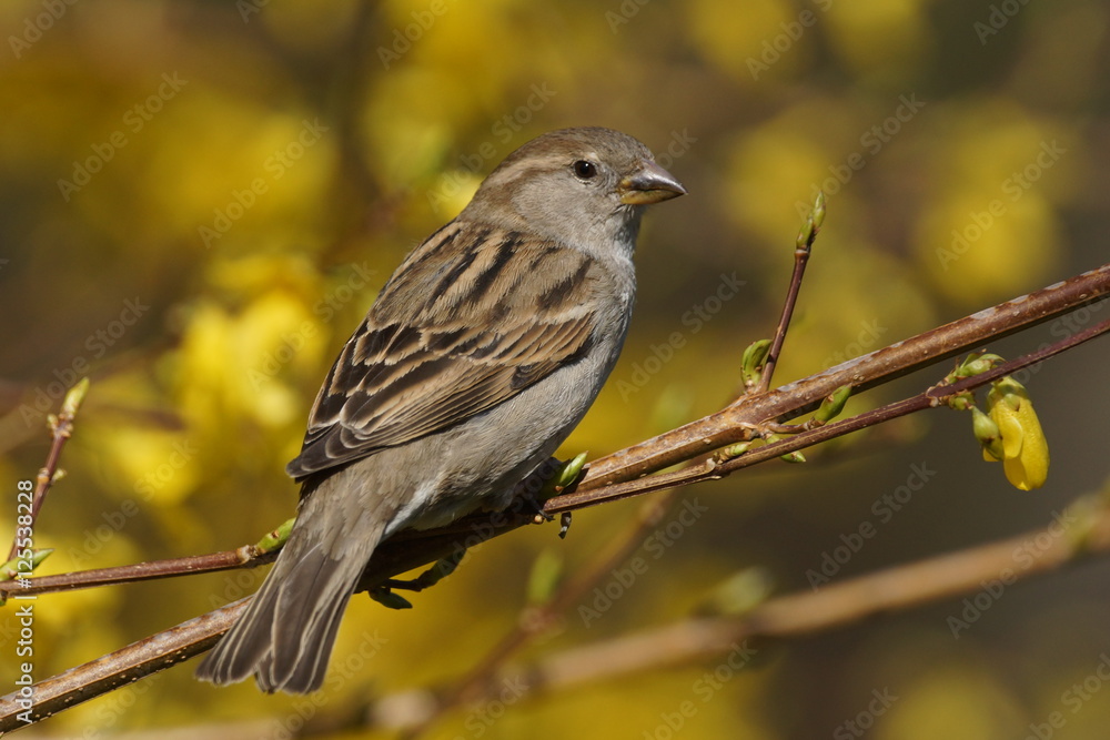 Wróbel (Passer domesticus) Wróbel (Passer domesticus)