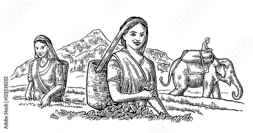 Female Tea Pickers leaves on plantation and rider on elephant.