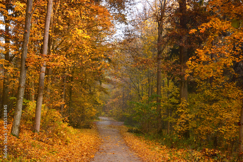 Obraz premium Autumn foggy forest