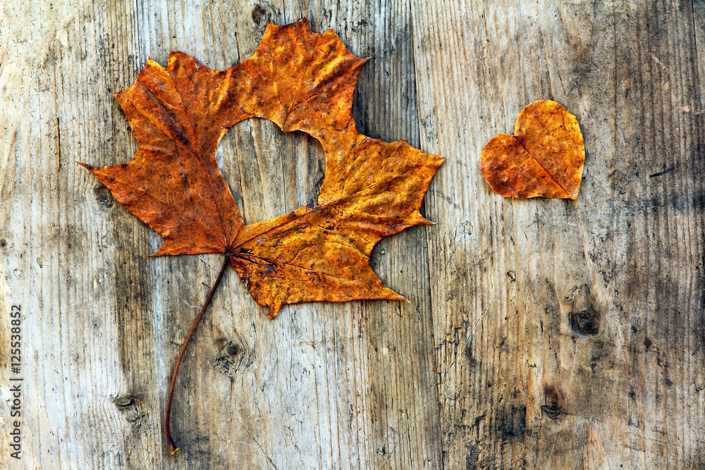 Die Liebe für den Herbst Die Liebe für den Herbst