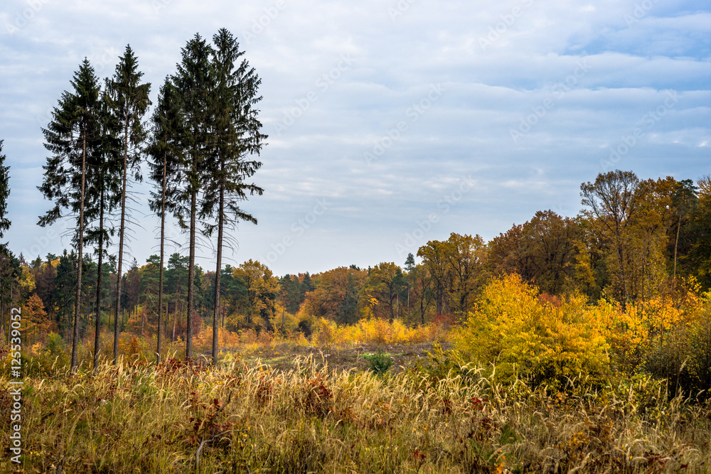 Fototapeta premium Złocisty jesienny las