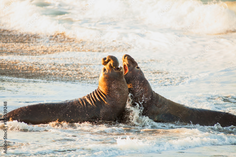 Naklejka premium male elephant seals fight over territory and female harem, Piedras Blancas Elephant Seal Colony, near San Simeon, California