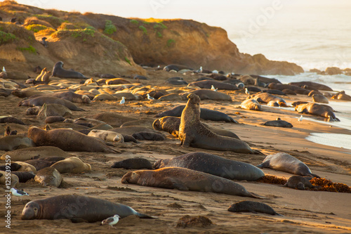 male elephant seal announcing his territorry, Piedras Blancas Elephant Seal Colony, near San Simeon, California photo